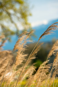 Reeds in spring Reeds in spring